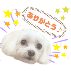 [LINEスタンプ] マルチーズ好きのスタンプ♪