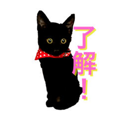 [LINEスタンプ] ねこししょう