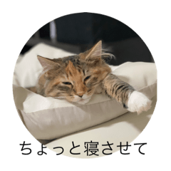 [LINEスタンプ] 売れるんやファミリー