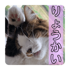 [LINEスタンプ] 長毛マンチカン ぶらん 2