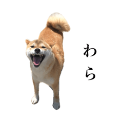 [LINEスタンプ] うちのまめふじ