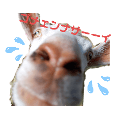 [LINEスタンプ] ヤギが好き