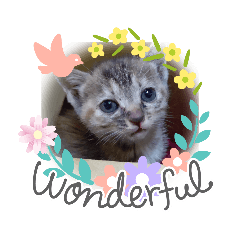 [LINEスタンプ] 子猫の日常会話③