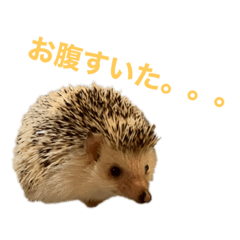 [LINEスタンプ] ハリネズミ、あおとはく。