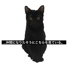 [LINEスタンプ] 黒猫のハル