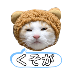 [LINEスタンプ] ねこ(Sucre)