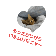 [LINEスタンプ] オシキャットと俺