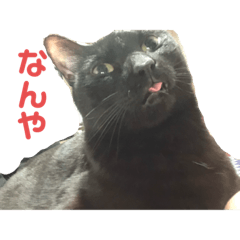 [LINEスタンプ] 夜一さん