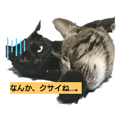 [LINEスタンプ] うちのにゃーす2