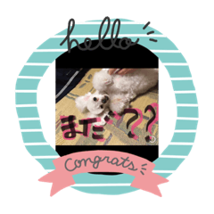 [LINEスタンプ] プードル poodle dog
