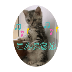 [LINEスタンプ] アメショのLUNA挨拶スタンプ