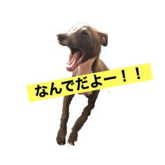 [LINEスタンプ] イタグレごーちゃんの日常