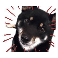 [LINEスタンプ] 黒柴の実写
