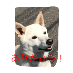 [LINEスタンプ] ラッキーの癒しスタンプ