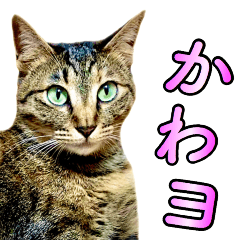 [LINEスタンプ] かわヨな猫ちゃんスタンプ2