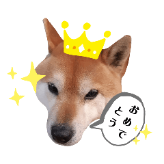 [LINEスタンプ] 犬、時々カメとハム。
