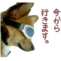[LINEスタンプ] ロングコートチワワ's スタンプ