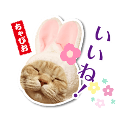 [LINEスタンプ] ちゃぴお・2