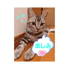 [LINEスタンプ] ルナくん1 アメリカンショートヘア 40