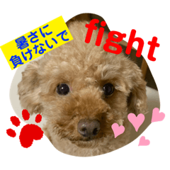 [LINEスタンプ] トイプードル（晴明）4