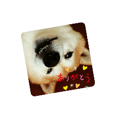 [LINEスタンプ] 柴犬、時々ねこ