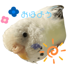 [LINEスタンプ] インコのクロミちゃん