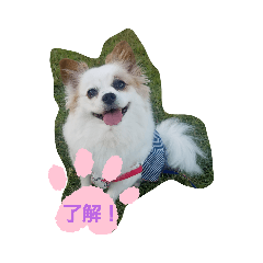[LINEスタンプ] パピヨンのChocolat