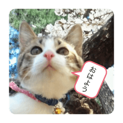 [LINEスタンプ] ねこ人生