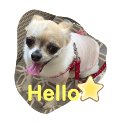 [LINEスタンプ] チワワのはなさん✨