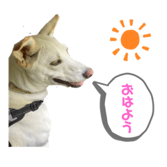 [LINEスタンプ] チャンドとコロ