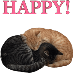 [LINEスタンプ] イタリア猫のいたわり言葉