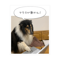 [LINEスタンプ] コリーのつぶやき 5