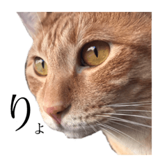 [LINEスタンプ] わが猫のスタンプ