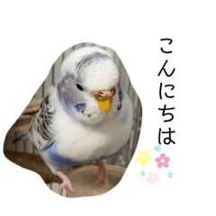 [LINEスタンプ] 毎日使える❤️(とりバージョン)