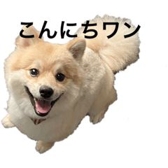 [LINEスタンプ] ポメチワミロのアタチスタンプ