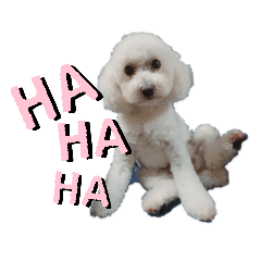 [LINEスタンプ] プードルたまにダックス