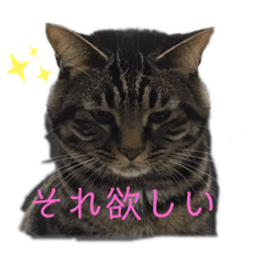 [LINEスタンプ] 愛しのまるくんスタンプ