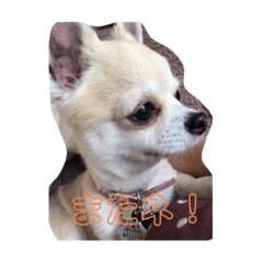 [LINEスタンプ] ぷりんー！！！