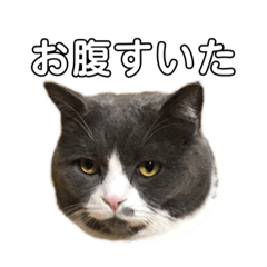 [LINEスタンプ] 猫のるい君スタンプ