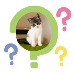 [LINEスタンプ] ねこねこねこ②ピア