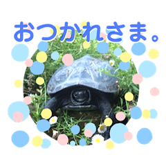 [LINEスタンプ] くさがめのジェリー日常で使えるスタンプ