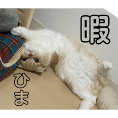 [LINEスタンプ] スコのめんま