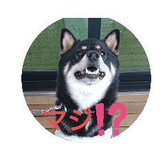 [LINEスタンプ] 柴犬小鉄と小春