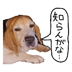 [LINEスタンプ] あきピースペシャルDX
