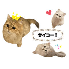 [LINEスタンプ] 3ニャン1ワン