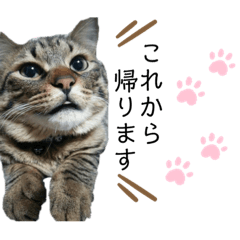 [LINEスタンプ] ねこの玻七日