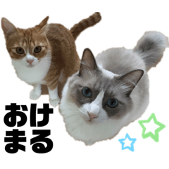 [LINEスタンプ] 大きくなったルーちゃんと元々大っきいロン