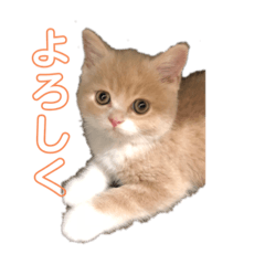 [LINEスタンプ] ブリティッシュショートヘアー ききくん