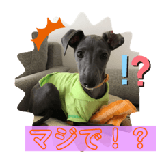 [LINEスタンプ] めちゃびびりなイタグレ ハル