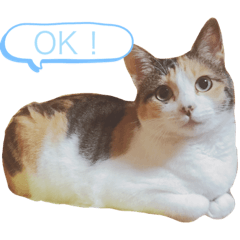 [LINEスタンプ] りんたのわくわくスタンプ